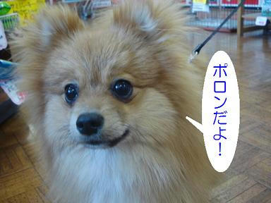 DSC08294.JPG