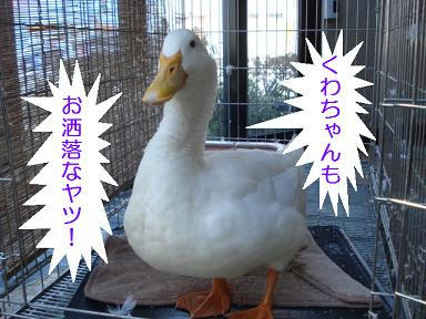 DSC08731.JPG