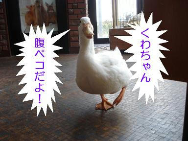 DSC08785.JPG