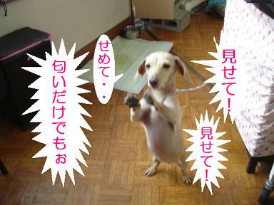 DSC08897.JPG