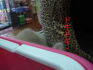 DSC08987.JPG