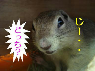 DSC00787.JPG