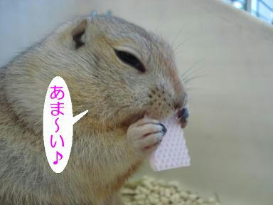 DSC02175.JPG