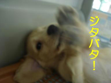 DSC00331.JPG