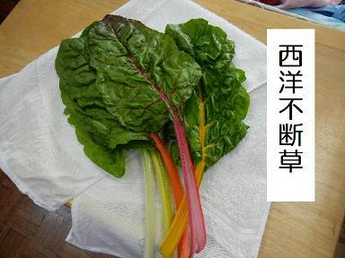 DSCN0252.JPG