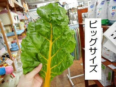 DSCN0254.JPG