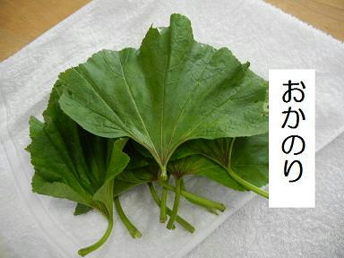DSCN0256.JPG