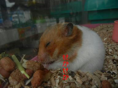 DSCN1142.JPG