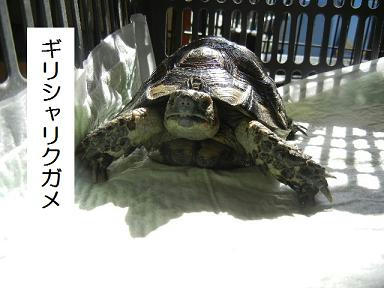 DSCN0779.JPG