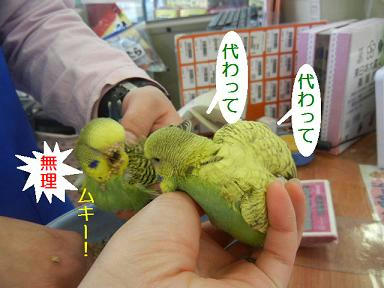 DSCN0817.JPG