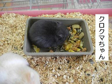 DSCN1066.JPG