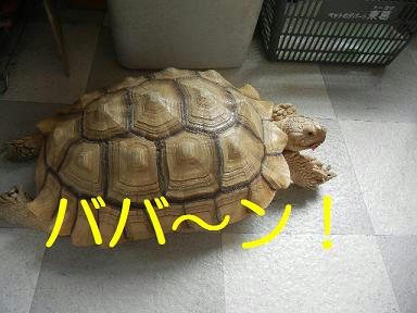 DSCN0999.JPG