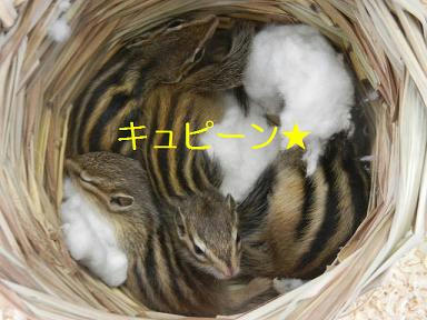 c2906426.jpeg