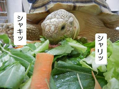 DSCN4159.JPG