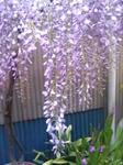 藤の花１