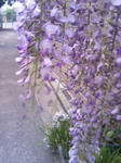 藤の花２