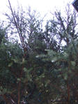 94520335.jpg