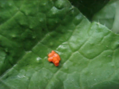 DSC05755-1.jpg
