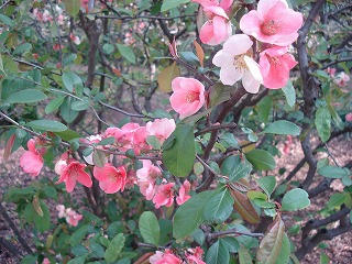 DSC07350.jpg