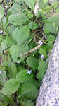 NEC_0214.JPG