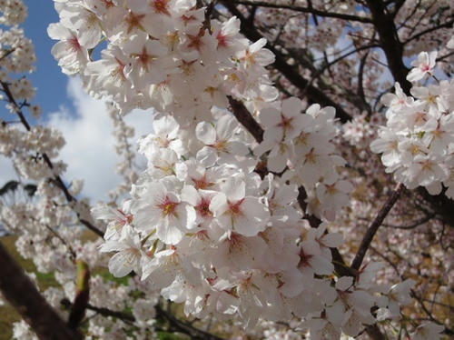 さくら