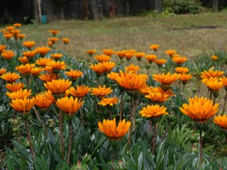 春・オレンジ色の花