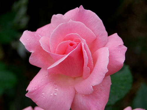 薄ピンクの薔薇