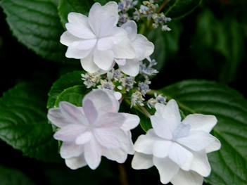 額紫陽花