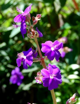 紫の花