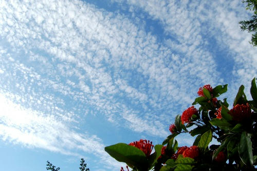 サンダンカ＆空