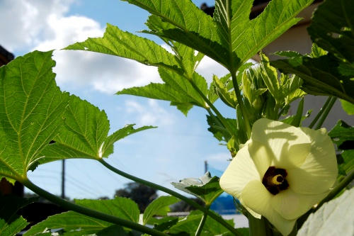 オクラの花
