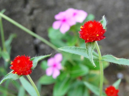 千日紅