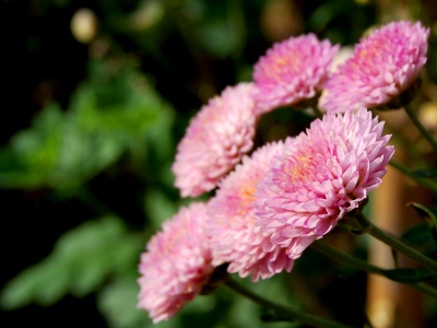 小菊