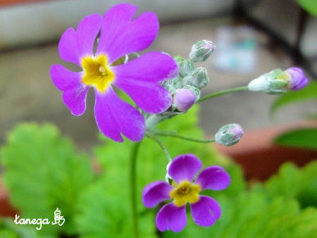 ピンクの花