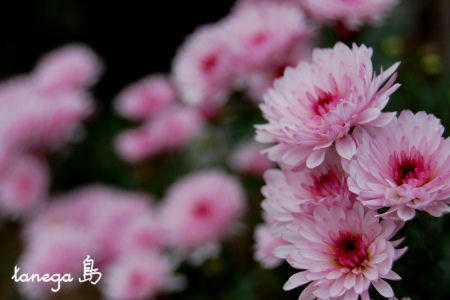 小菊