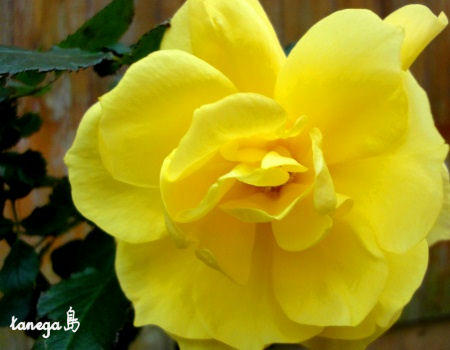 薔薇
