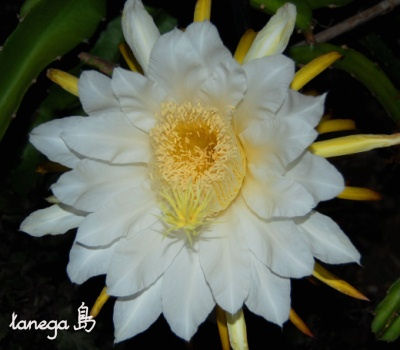 ドラゴンフルーツの花