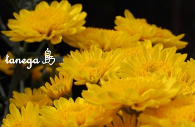 菊