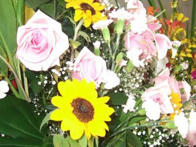 DSCF7231.JPG