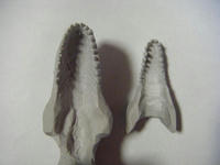 DSCF0067.JPG