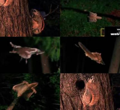 モモンガは英語では飛ぶリス Flying Squirrel 印象は忍者みたい あに丸ズッキーニ