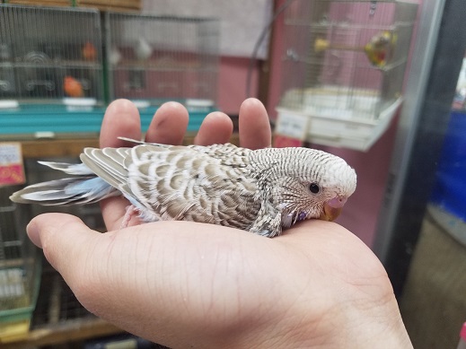 うめりんご❤️小鳥ちゃん❤ゆらゆらハーフハウス❤️インコ 文鳥 他 小鳥ちゃん❤ゆらゆらハーフハウス❤️クリームベージュ