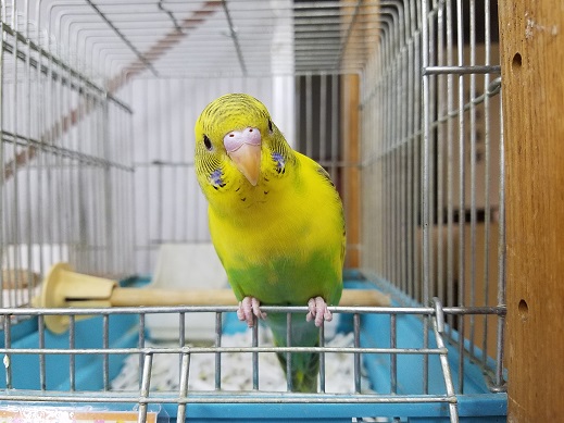 2月11日 本日1回目の更新 可愛いセキセイインコたちいます ペットのデパート 東葛 本店 生き物ブログ