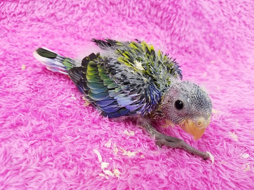 黒ラブラドールレトリバー、オオハシ(大、小)、セキセイインコ