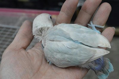 白ボタンインコと羽衣セキセイインコ ヒナ ペットのデパート 東葛 本店 生き物ブログ
