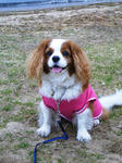 bell2010pink.jpg