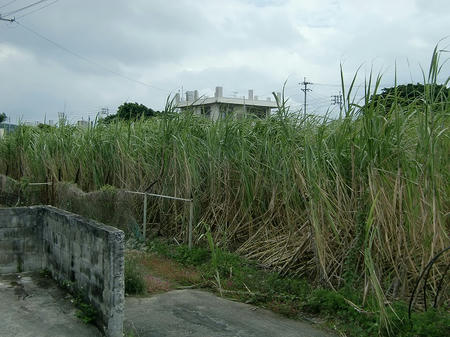 CIMG0661.jpg