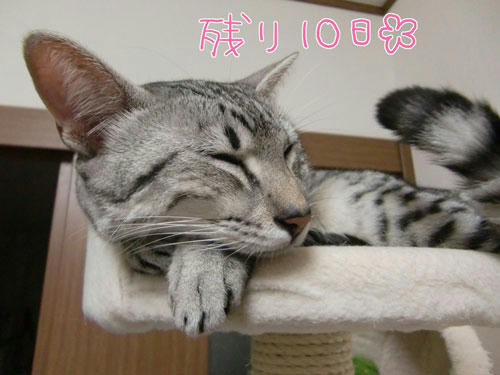 かなめ×ぶろぐ1056【残り10日】