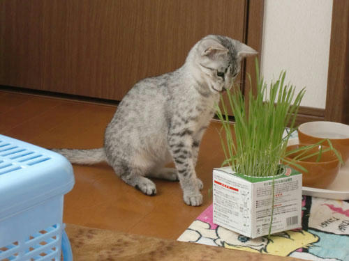 かなめ×ぶろぐ1068【猫草】