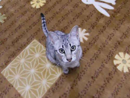 かなめ×ぶろぐ1091【キラキラ】